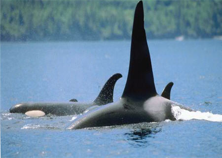 Whales swim in the water outside Mariner's Village, Sooke